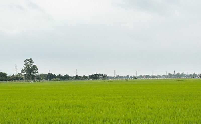 The 2024 Land Law stipulates support for people receiving goods allowances when their agricultural land is recovered. Photo: Nguyen Ha