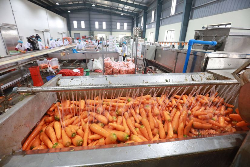 The agricultural sector needs high-quality human resources to serve the digital transformation process. Photo: Huy Hoang