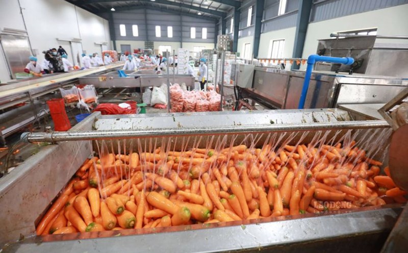 The agricultural sector needs high-quality human resources to serve the digital transformation process. Photo: Huy Hoang