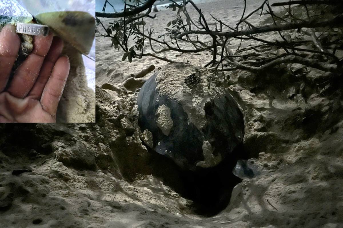 Mother turtles brought Philippine cards to make egg nests in Con Dao. Photo: Van Phai