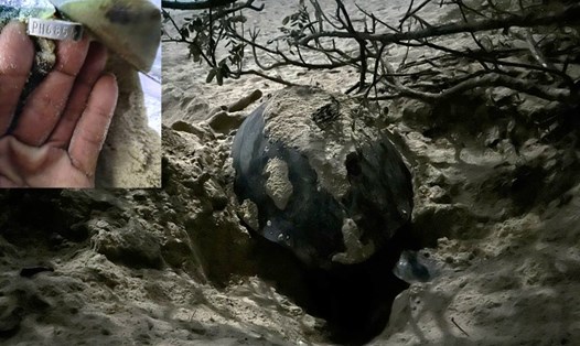 Rùa mẹ mang thẻ Philippines đến làm tổ đẻ trứng tại Côn Đảo. Ảnh: Văn Phái