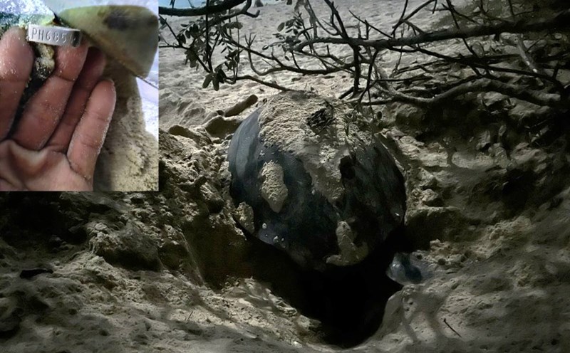 Mother turtles brought Philippine cards to make egg nests in Con Dao. Photo: Van Phai