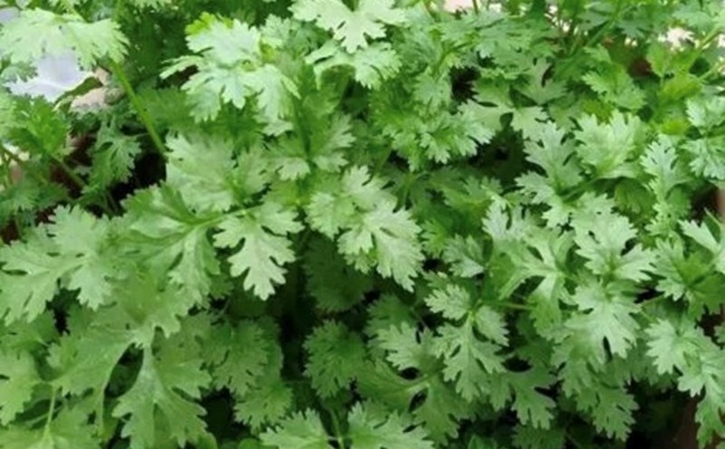 Coriander can help detoxify the liver. Photo: Kieu Vu
