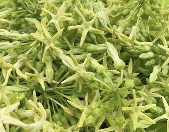 This is a flower that is good for the liver and kidneys when processed and used in the right amount in the diet. Photo: Kieu Vu