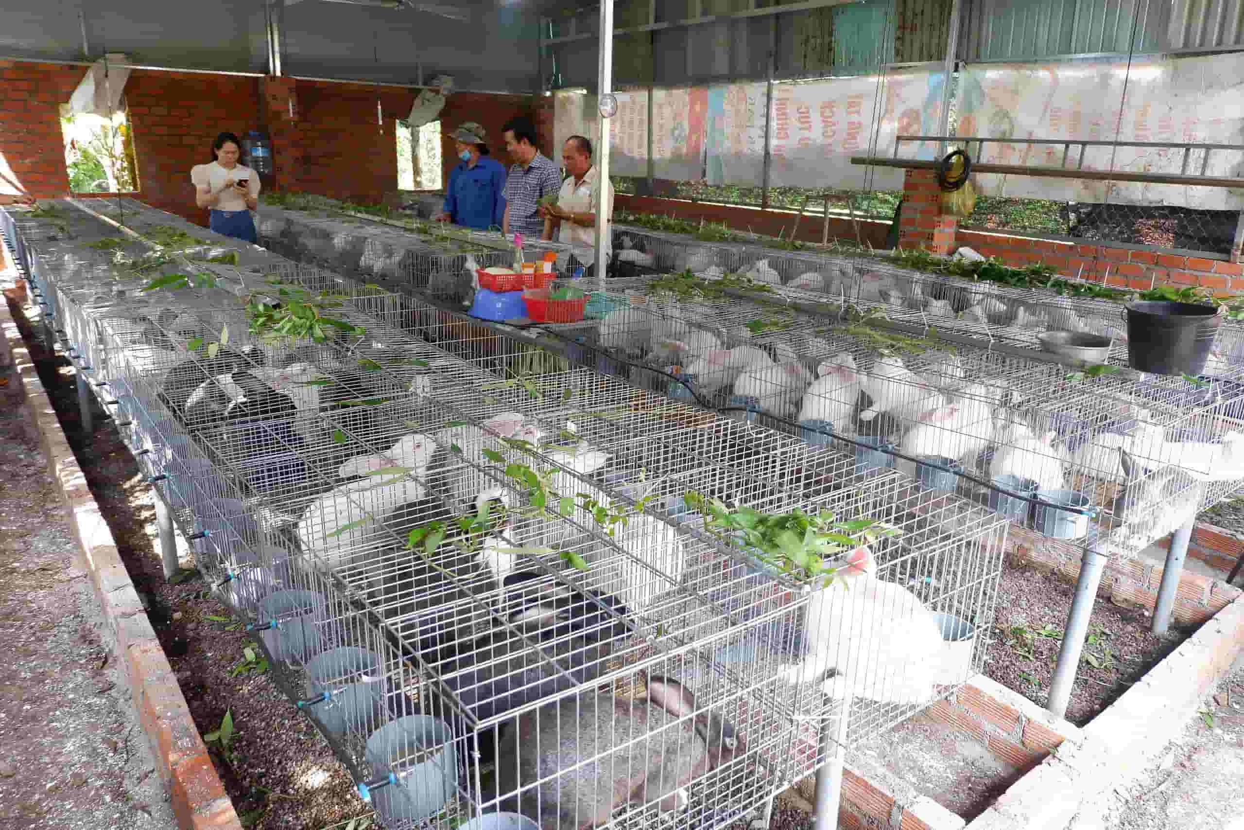 Mô hình chăn nuôi phát triển nhờ công tác dạy nghề, tập huấn. Ảnh: Bảo Lâm
