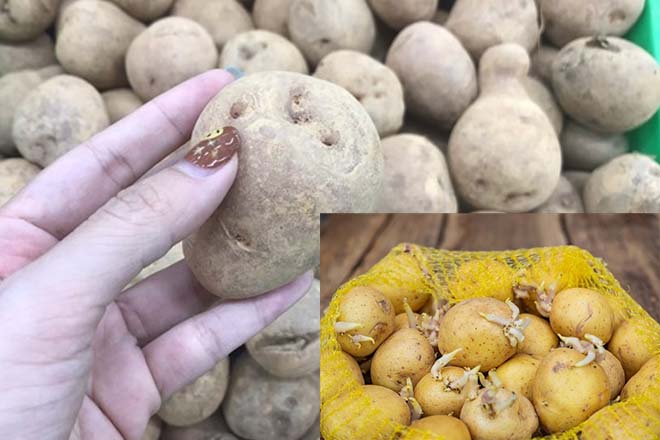 Los brotes de frijoles y las papas brotaron con riesgos inofensivos pero potenciales. Come mal, puedes enfrentar envenenamiento o daño intestinal. Graficos: Cat Tien
