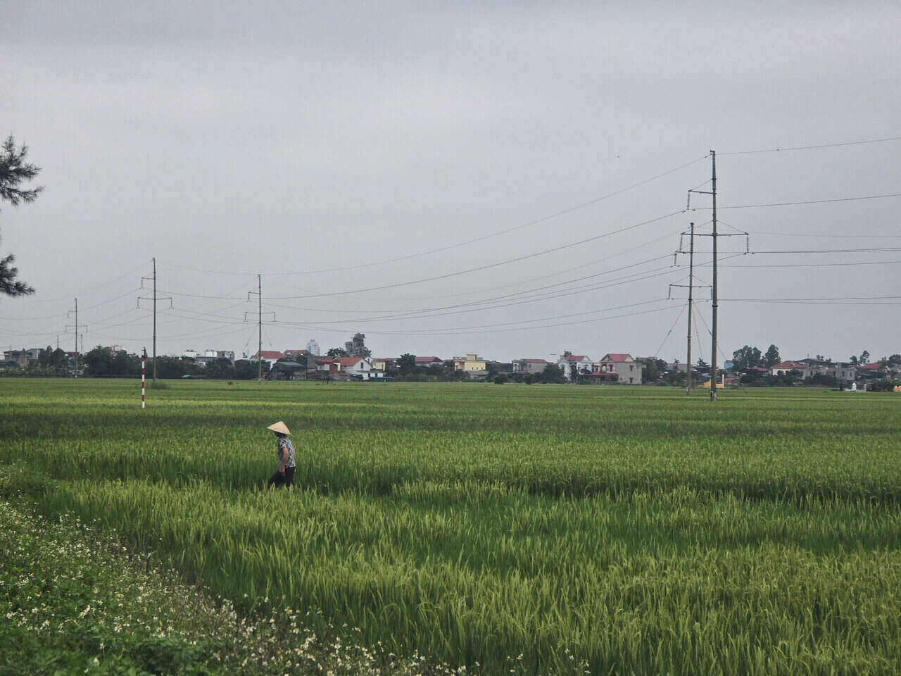 Nong dan Hai Duong len phuong an chong ung, giu vung mua mang. Anh: Mai Huong