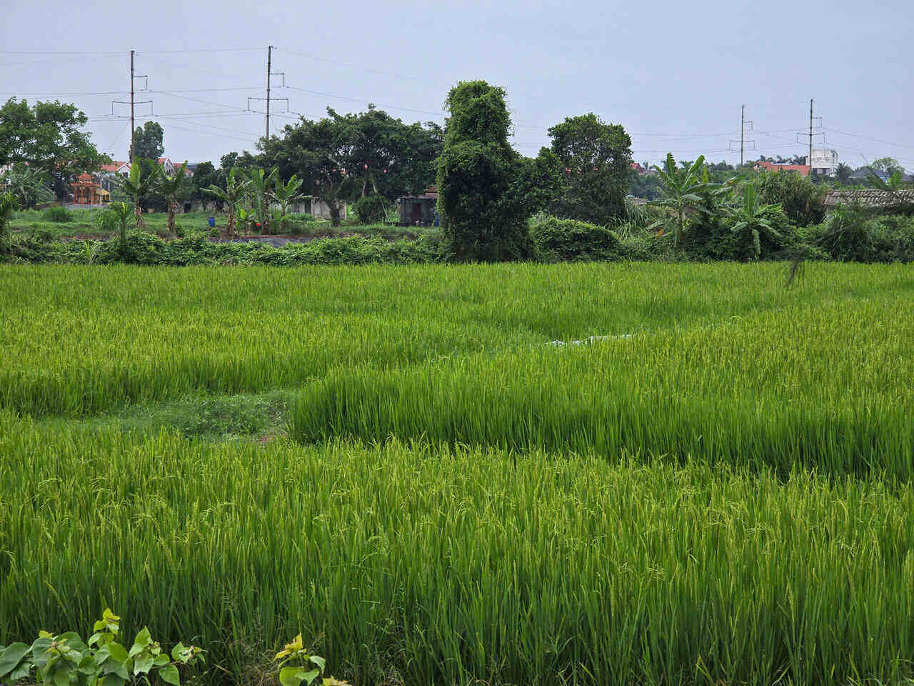 Heavy rain does not affect production, Hai Duong farmers are still highly vigilant. Photo: Mai Huong