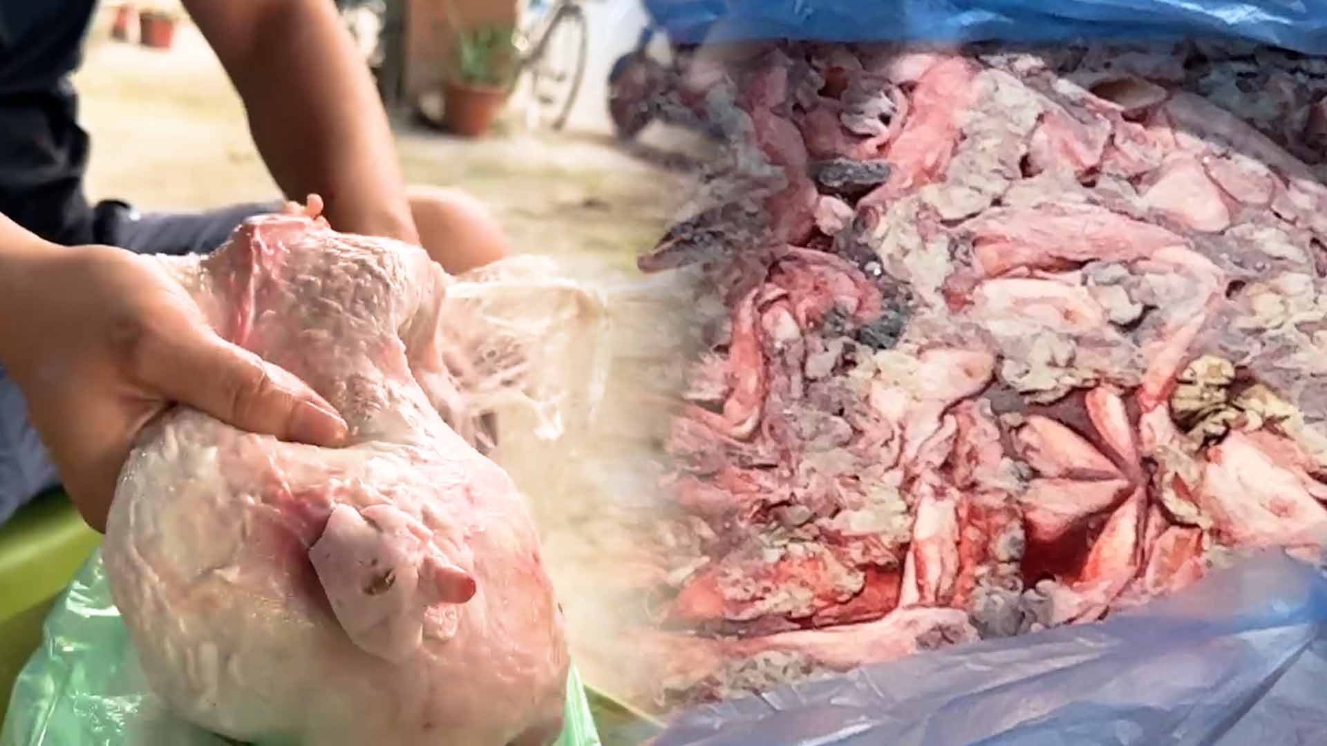 La red de alimentos prohibido y la huida de las fuerzas funcionales