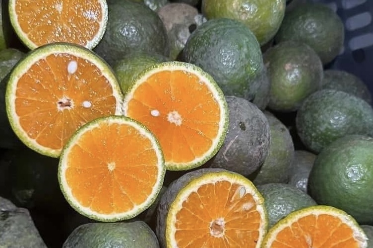 Oranges are a fruit that supplements vitamin C, which helps reduce uric acid. Photo: Kieu Vu