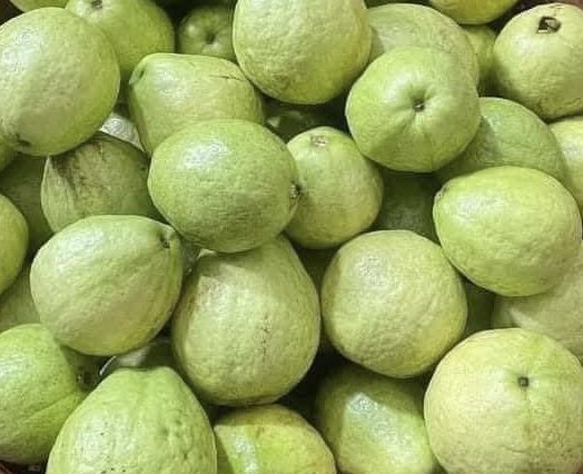 Quả ổi là trái cây bổ dưỡng nhưng khi ăn quá nhiều sẽ không tốt cho sức khoẻ. Ảnh: Kiều Vũ