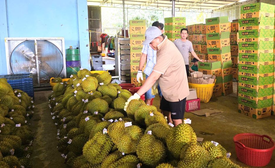 Durian is processed before being exported. Photo: Thanh Quynh