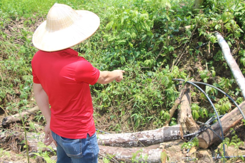 Hiện trường vụ chặt phá rừng phòng hộ ở Thái Nguyên. Ảnh: Nguyễn Hoàn.