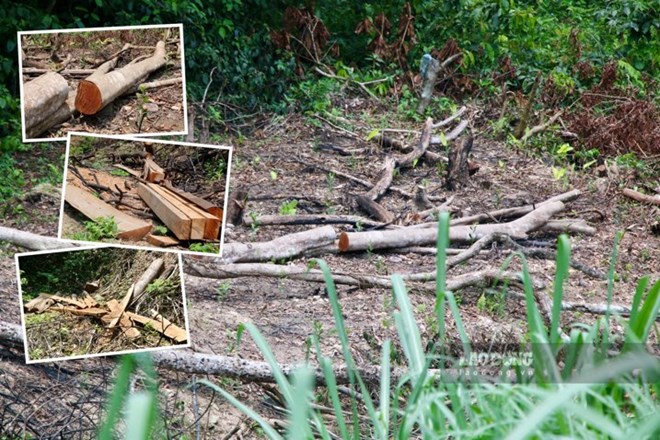 Hiện trường vụ chặt phá rừng phòng hộ ở Thái Nguyên