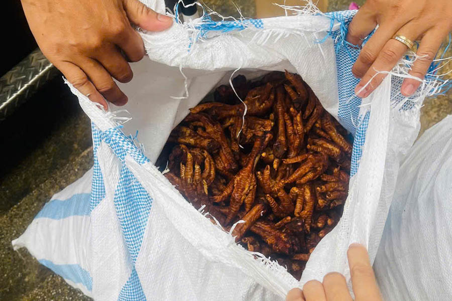 Lượng lớn chân gà đã mốc xanh, mốc đỏ. Ảnh: Tô Thế