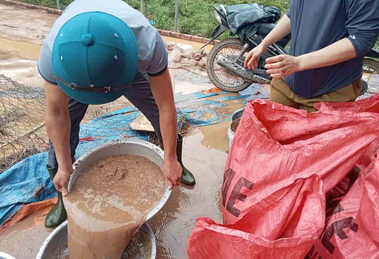 People in Cam My commune clean up the rice that was soaked in mud due to floods. Photo: Duong Tuan.