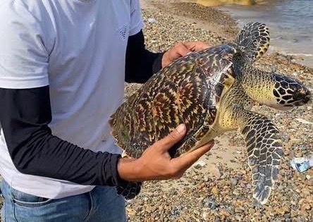 Sea turtle caught in fishermen's net. Photo: Chi Trong