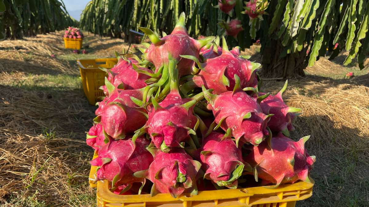 Thuong lai thu mua nhung trai thanh long to dep tai vuon voi gia cao nhat khoang 3.000 dong/kg. Anh: Duy Tuan  