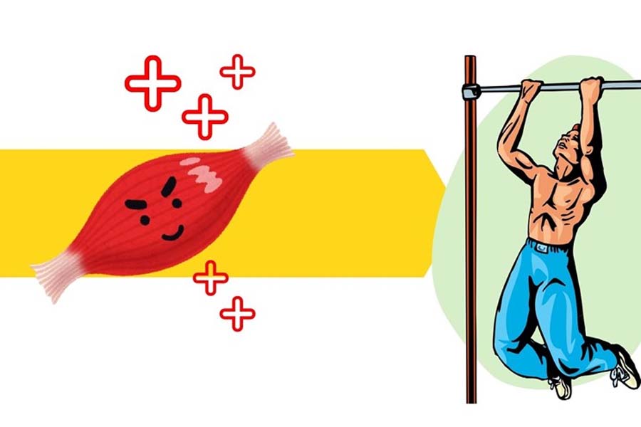 Many people mistakenly think that the more they exercise, the more their muscles develop. In fact, muscle only grows when properly rested after each stressful workout. Graphics: Thanh Thanh