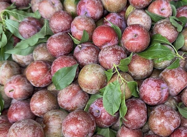 Eat plums properly to support blood pressure. Photo: Hai Feef