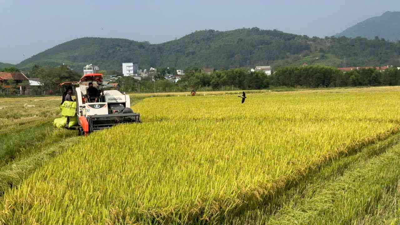 Mot canh dong hoa mau tuoi tot cua ba con nong dan huyen M'Drak. Anh: Bao Trung