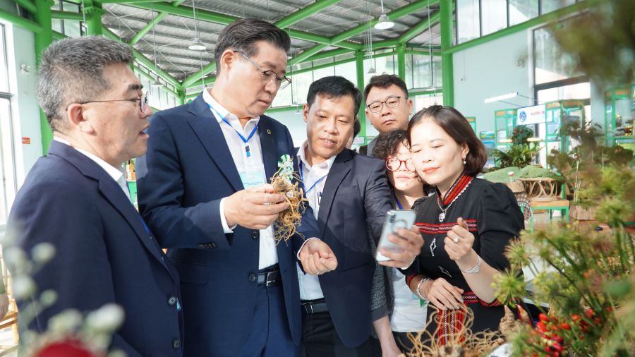 Korean tourists visit Ngoc Linh ginseng market in Nam Tra My district, Quang Nam province. Photo: Nguyen Hoang