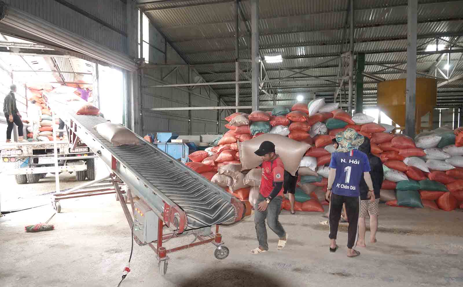 The rice drying facility of Giap Tram General Service Cooperative runs at full capacity to dry rice that is wet due to floods in Ha Tinh. Photo: Tran Tuan.
