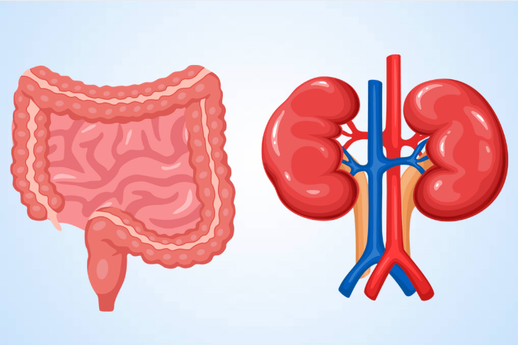 The relationship between the gut microbiome and kidney function
