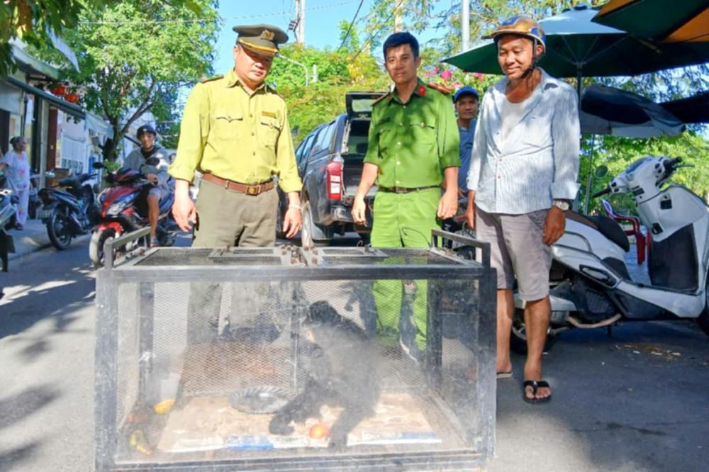 Las mejillas negras raras y blancas aparecieron repentinamente en la calle Da Nang. Foto: Equipo de proteccion forestal movil y prevencion de incendios forestales