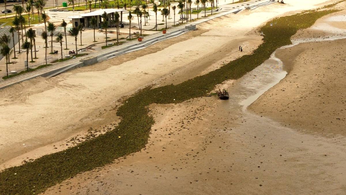 Rác chủ yếu là lục bình dạt vào Bãi Sau, TP Vũng Tàu dài khoảng 3km từ 25.5. Ảnh: Hoàng Nhân