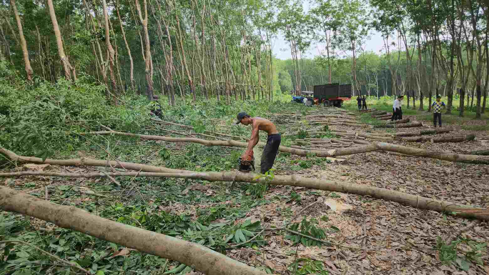 Nguoi dan Binh Phuoc cat cao su nhuong mat bang lam cao toc TPHCM - Thu Dau Mot - Chon. Anh: Dinh Trong