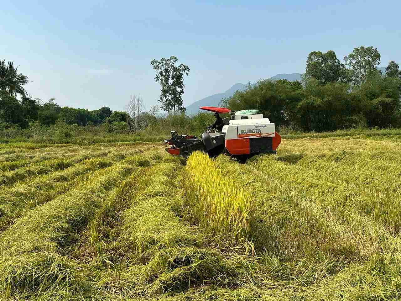 Người dân ở huyện thu hoạch hoa màu vào thời kỳ chín vụ. Ảnh: Bảo Trung