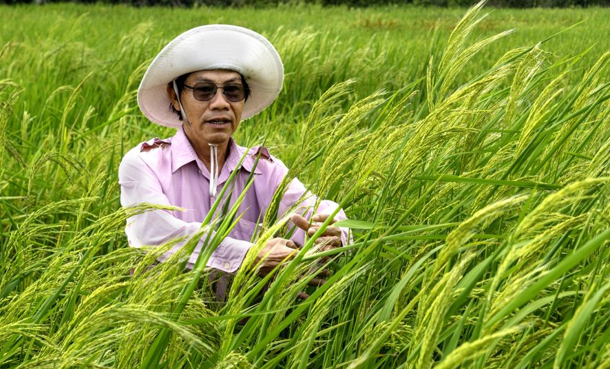Dr. Si Tran Tan Phuong is a lifelong scientist for the cause of rice breeding