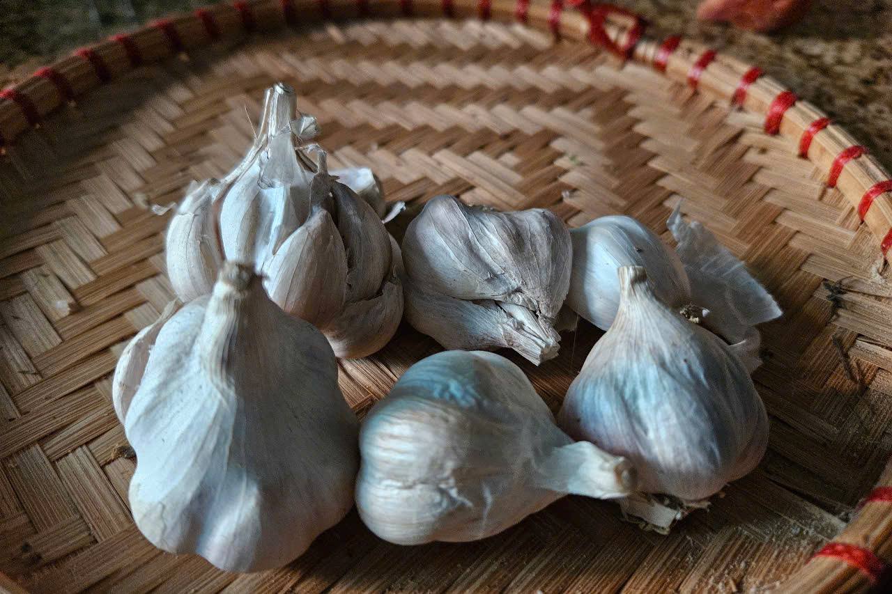 Garlic is good for preventing atherosclerosis, preventing the formation of blood clots, and is good for people with impaired blood lipid metabolism. Photo: Quynh Chi