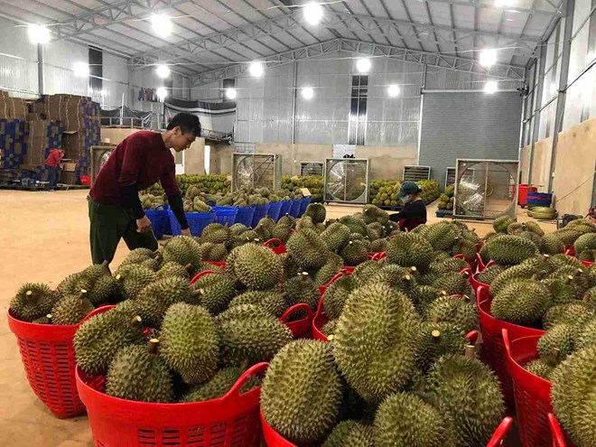 Sau rieng la mat hang nong san xuat khau chu luc trong suot nhieu nam. Anh: Bao Trung.