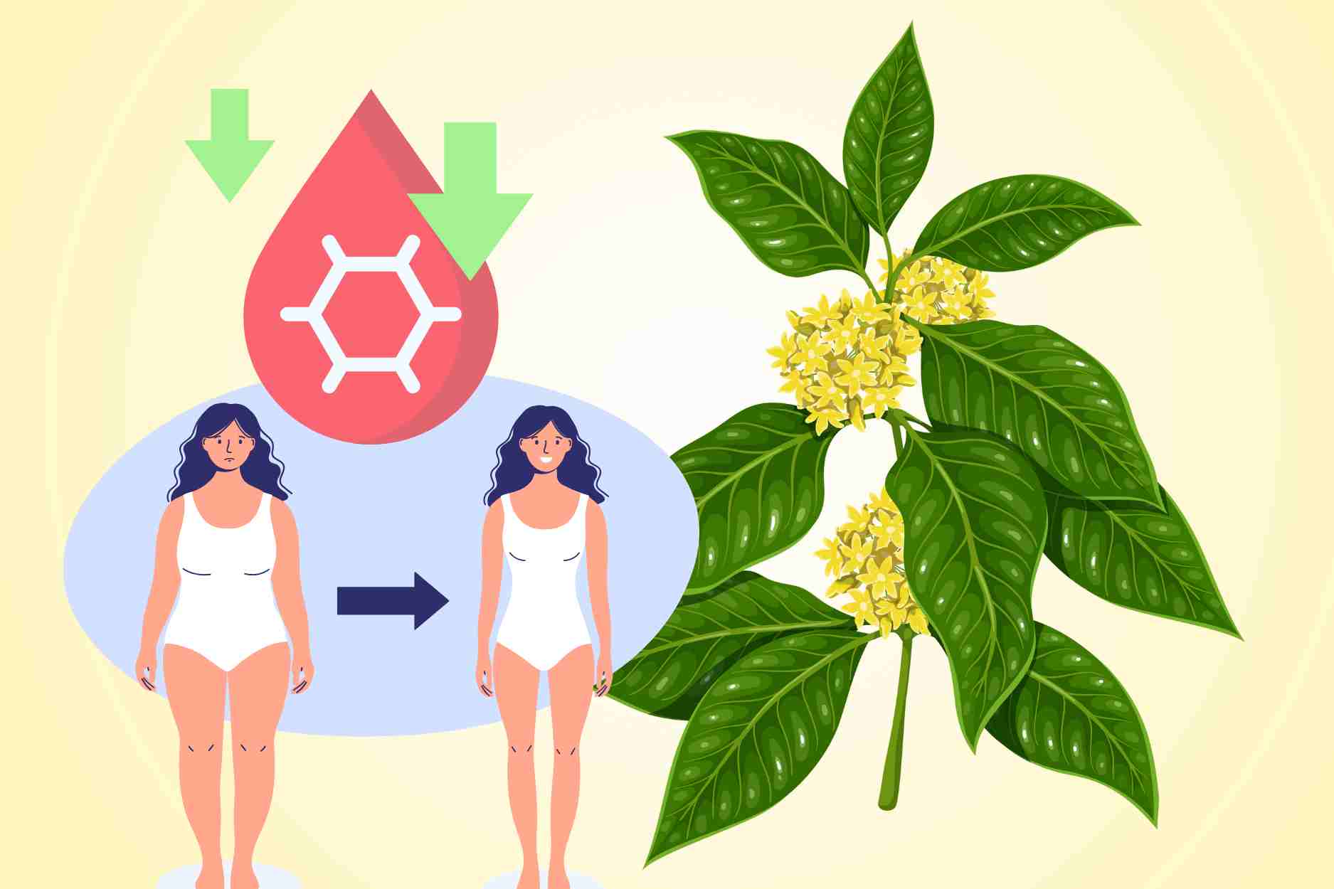 El medicamento del cordon de la cuchara ayuda a reducir el azucar en la sangre, perder peso de forma segura en personas obesas