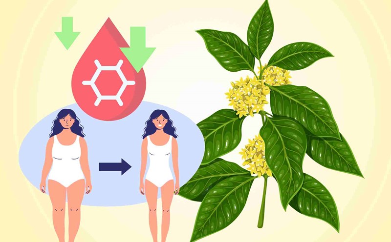 Stevia remedy from tablespoon wire helps lower blood sugar, safe weight loss for obese people