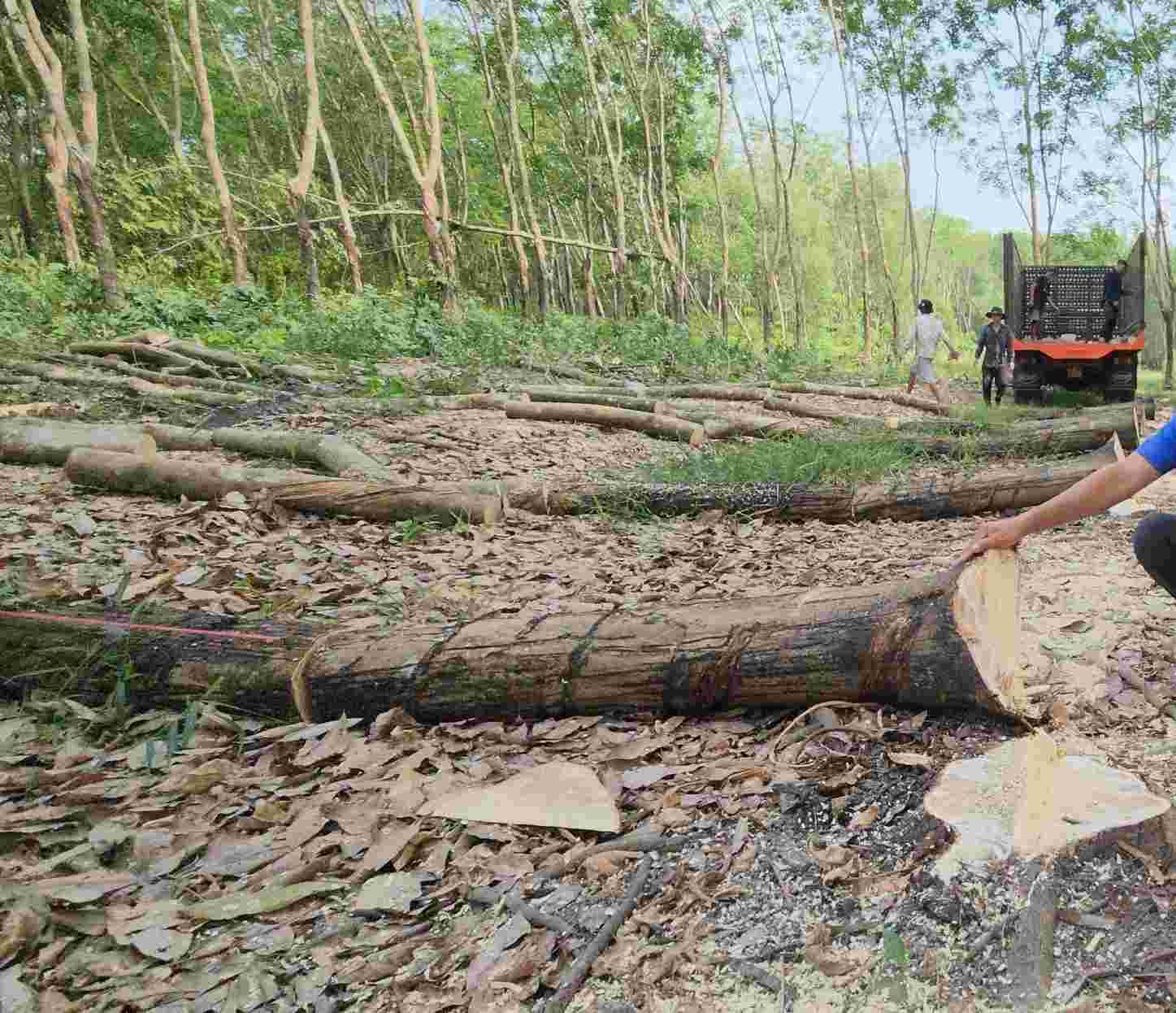 Nguoi dan o tinh Binh Phuoc cat cao su nhuong mat bang lam cao toc. Anh: Dinh Trong