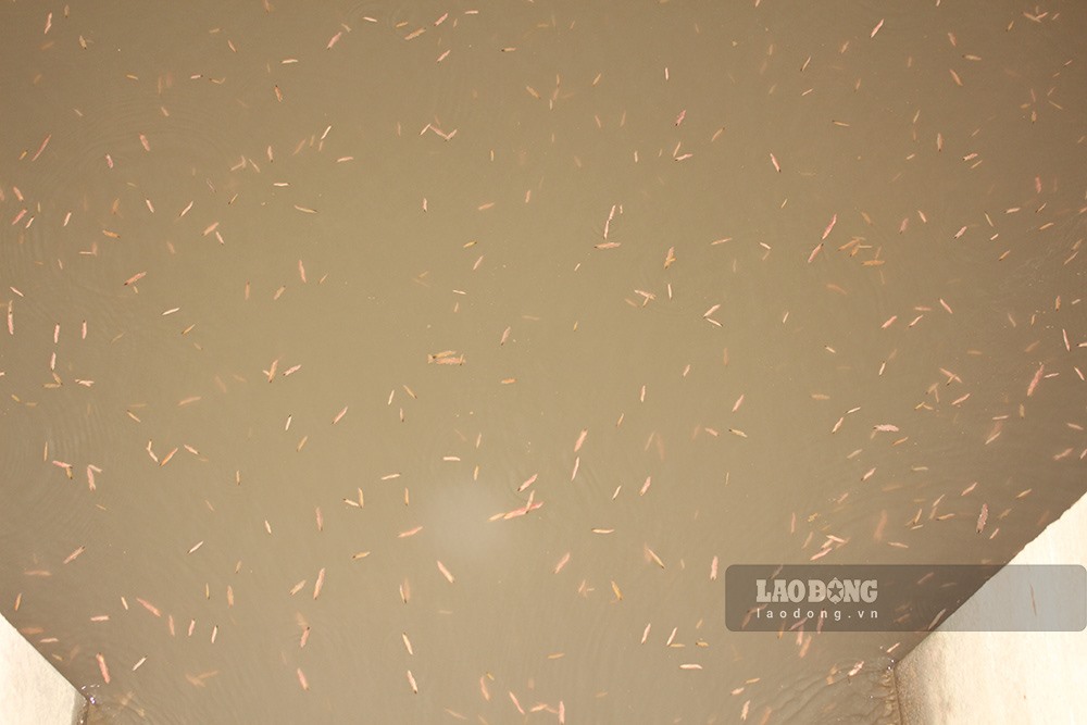 El agua sigue el agua flotante. Foto: Le Tuyen