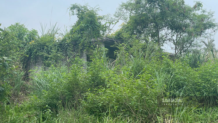 Nhieu day nha bi bo hoang, khong co nguoi o khien co moc cao qua dau nguoi. Anh: Dinh Dai