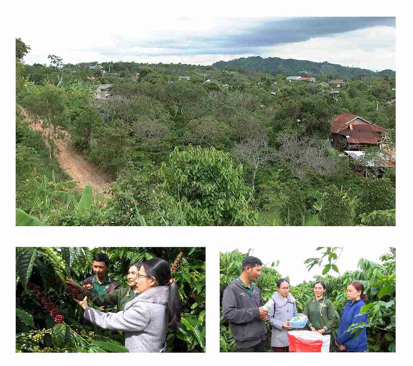 Nguoi dan o cac vung dac biet kho khan hoc hoi ky thuat canh tac, trong ca phe. Anh: Bao Trung