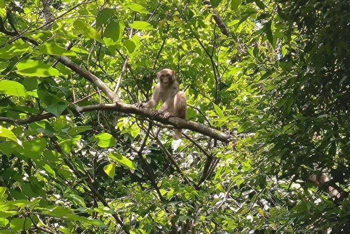 The yellow monkey was released into the forest. Photo: Nguyen Dong