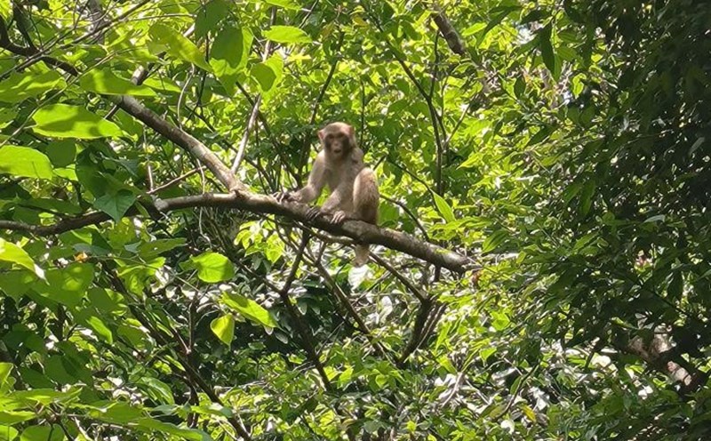 The yellow monkey was released into the forest. Photo: Nguyen Dong