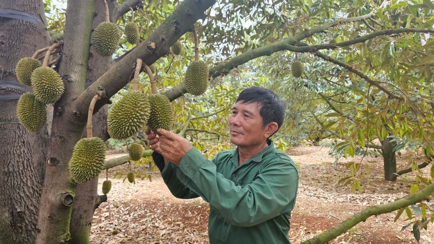 Vuon sau rieng cua gia dinh ong Nguyen Van Su. Anh: Thanh Quynh