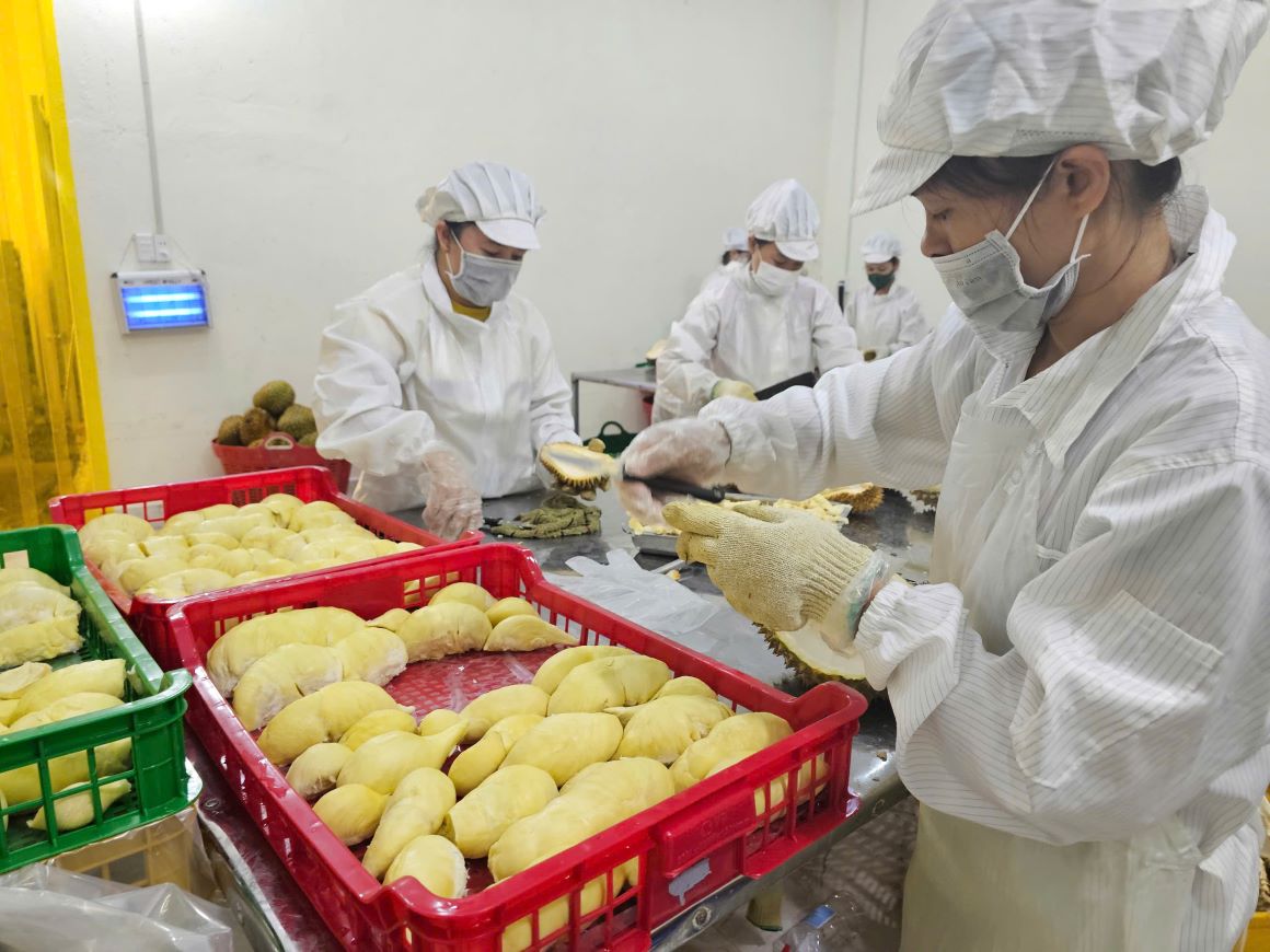 Durian es un ingreso en dolares. Foto: Thanh Quynh