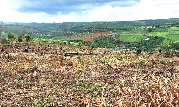 Se produjo el area del asalto, causando el subdirector de la compañia forestal. Foto: Bao Lam