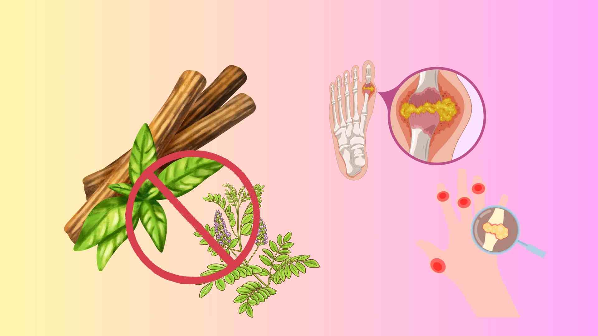 A pesar de ser considerado una medicina valiosa en la medicina tradicional, el regaliz puede ser perjudicial para las personas con acido urico alto si se usa de manera incorrecta. Graficos: Huyen Trang