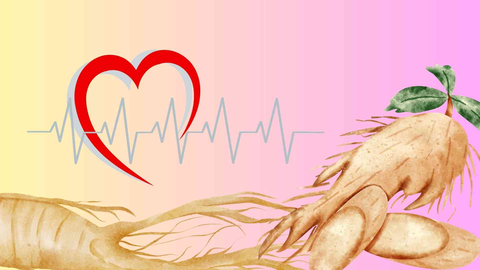 Here are some instructions on how to safely use ginseng for people with high blood pressure. Graphics: Huyen Trang