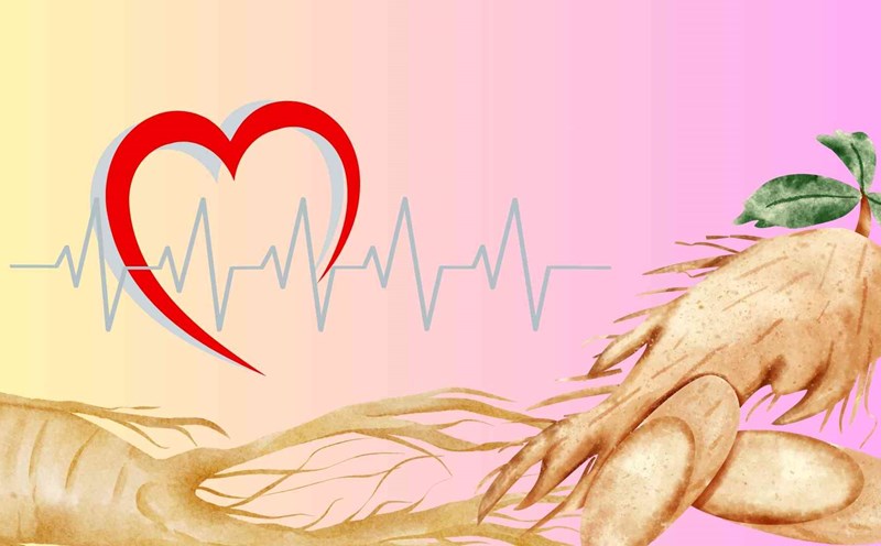 Here are some instructions on how to safely use ginseng for people with high blood pressure. Graphics: Huyen Trang