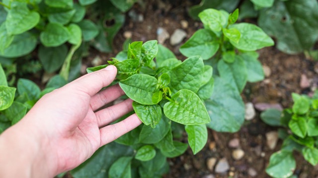 People with kidney stones should not eat Malabar spinach regularly. Photo: Thuy An